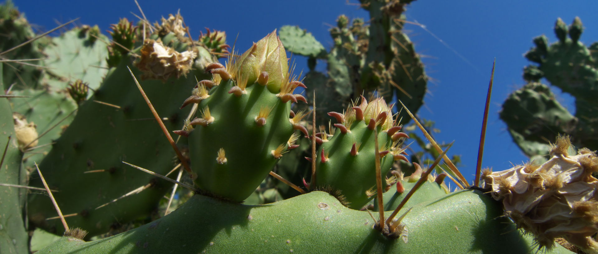 Photo de cactus, île du Levant, Héliopolis.