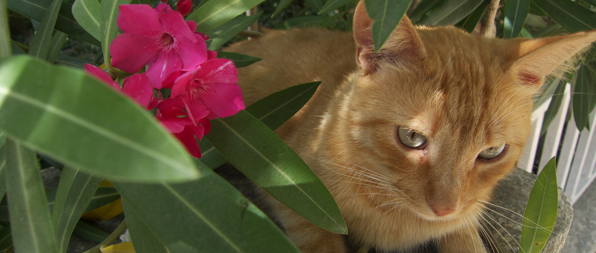 Photo de chat, île du Levant, Héliopolis.