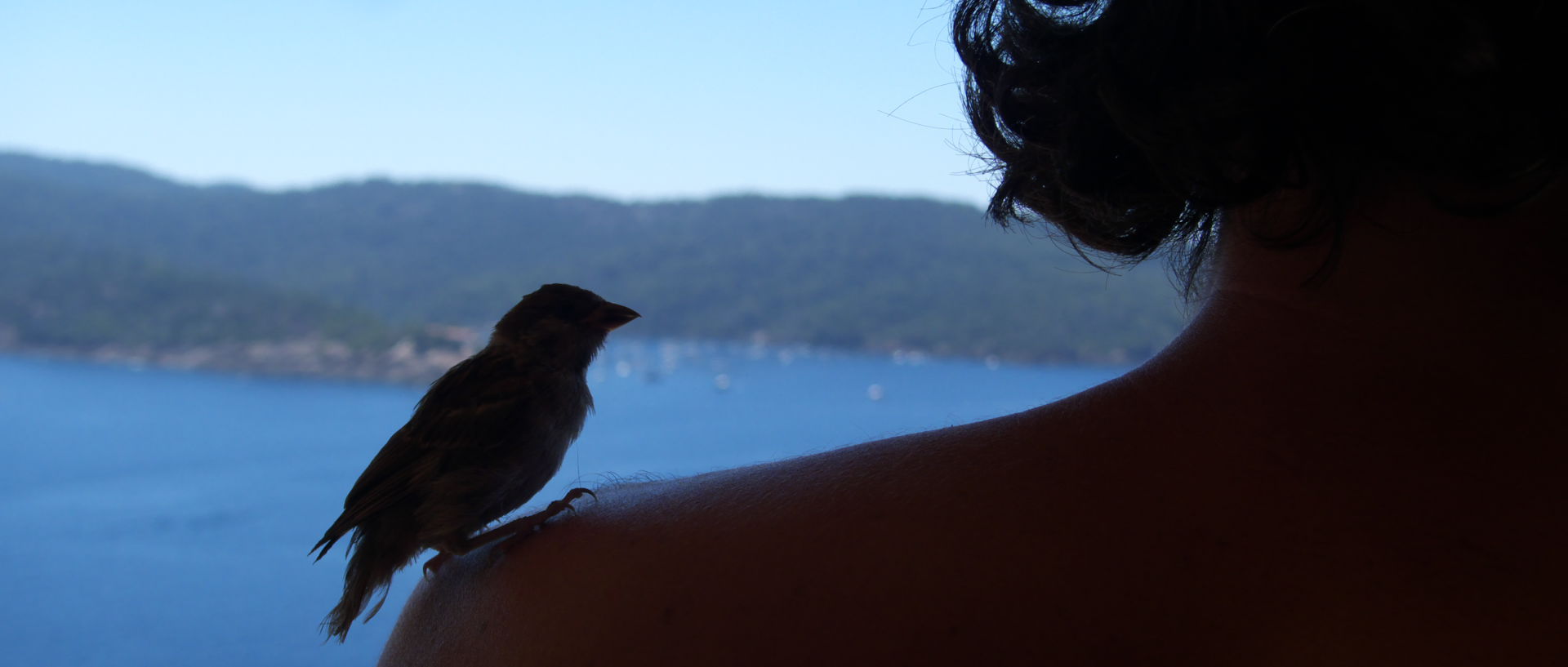 Photo d'oiseau, île du Levant, Héliopolis, villa Cocagne.