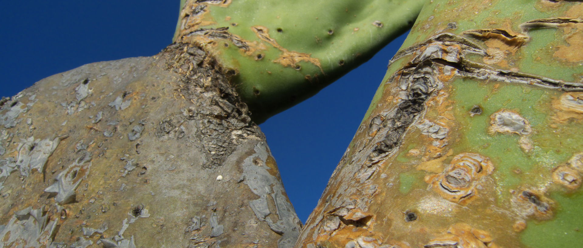Photo de cactus, île du Levant, Héliopolis.