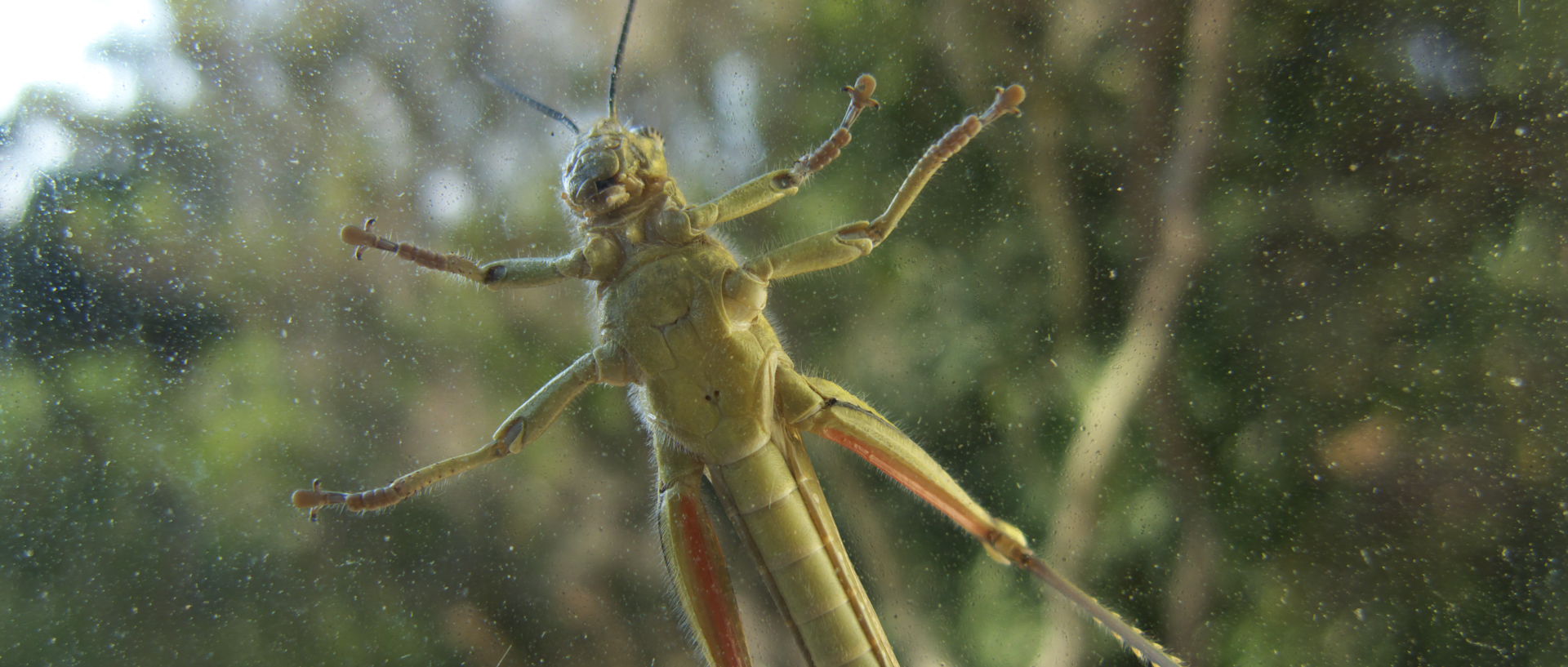 Photo d'insecte, île du Levant, Héliopolis.