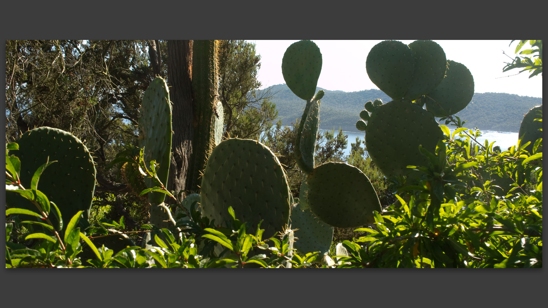 Cactus à l'île du Levant.