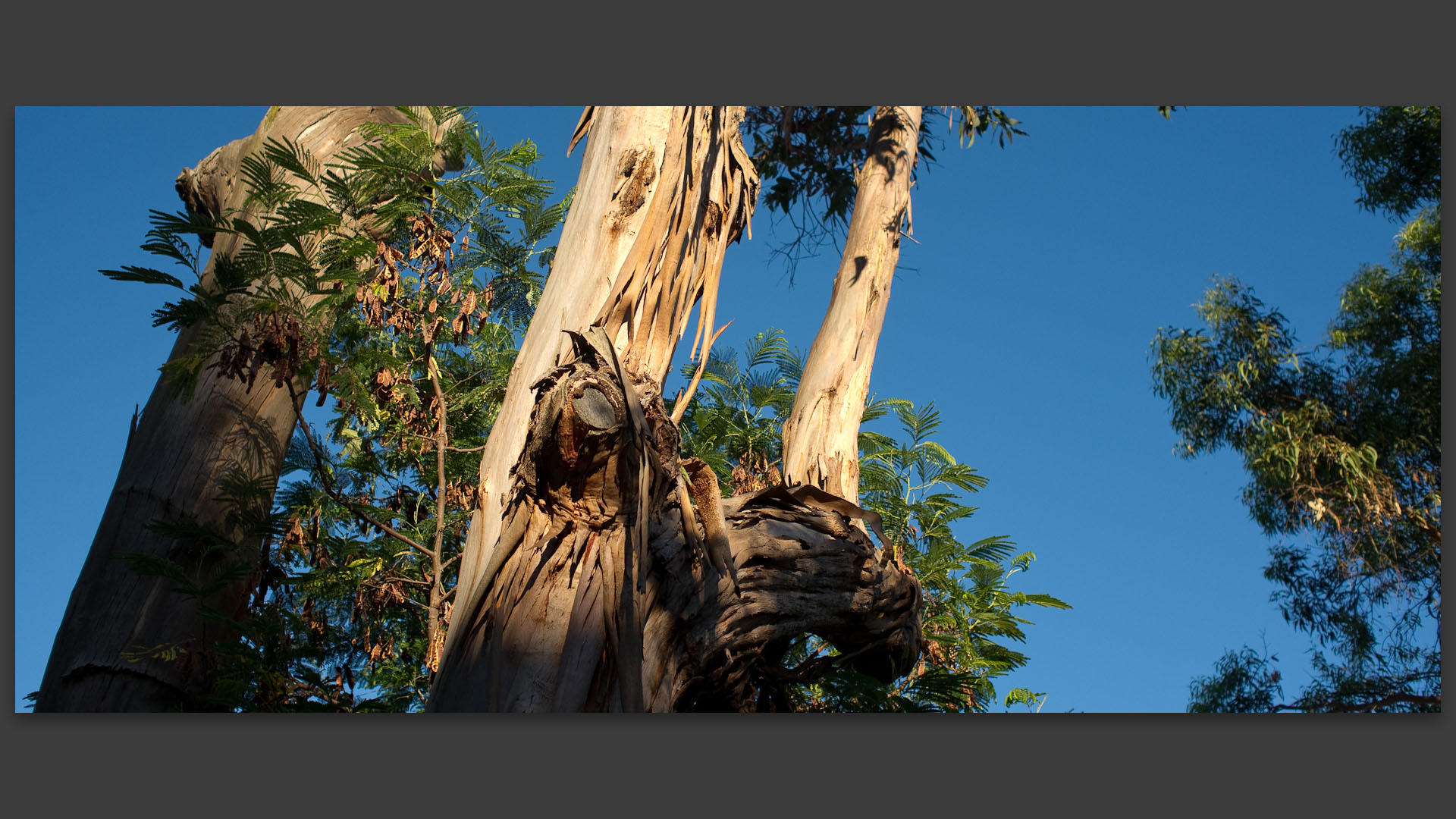 Eucalyptus sur le chemin de l'Aygade, à l'île du Levant.