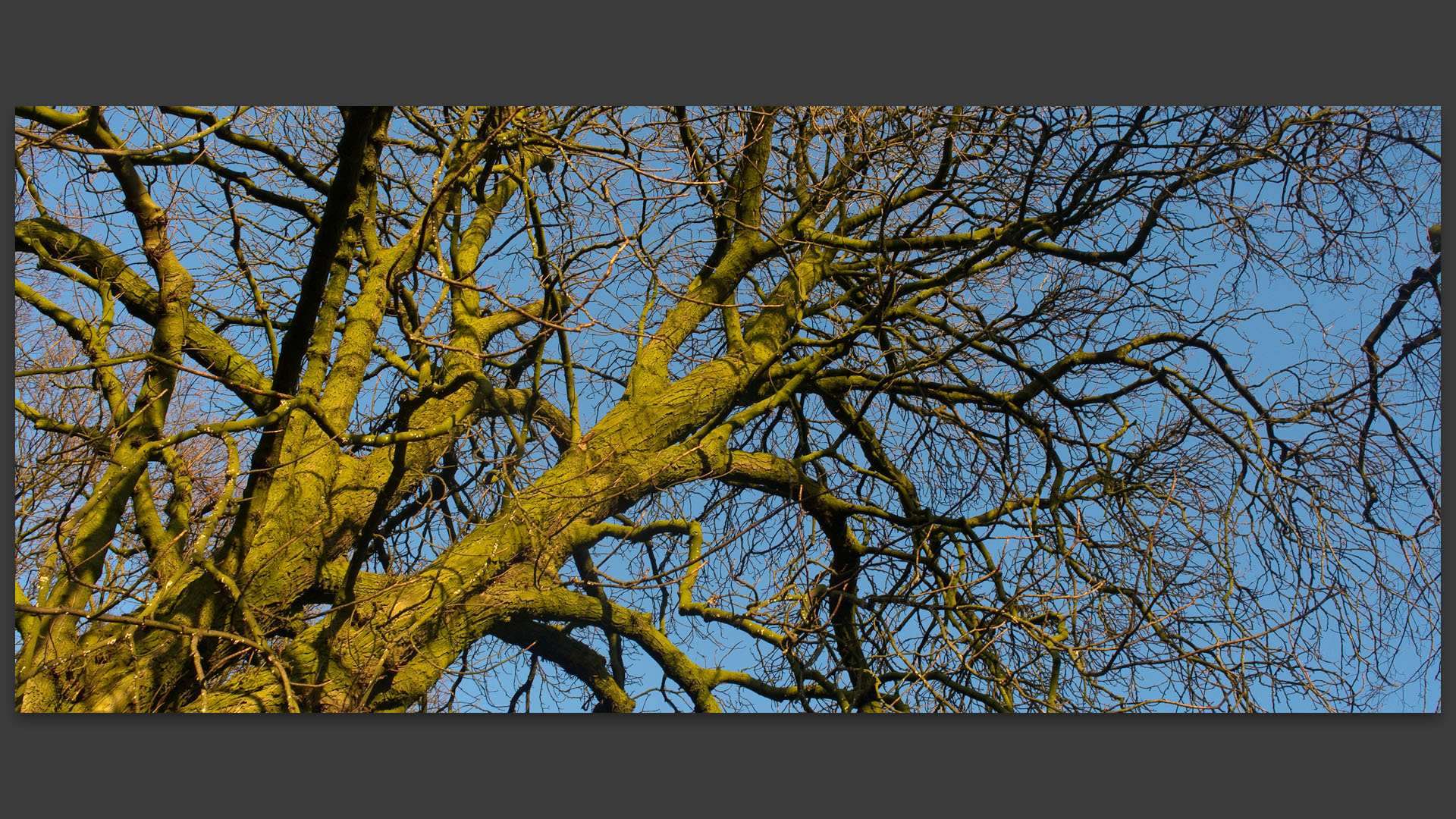 Branchages verts, au bois de Boulogne, à Lille.