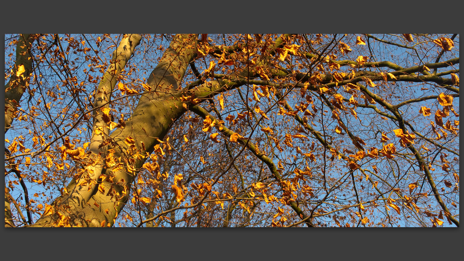 Feuilles mortes sur des branches, au bois de Boulogne, à Lille.