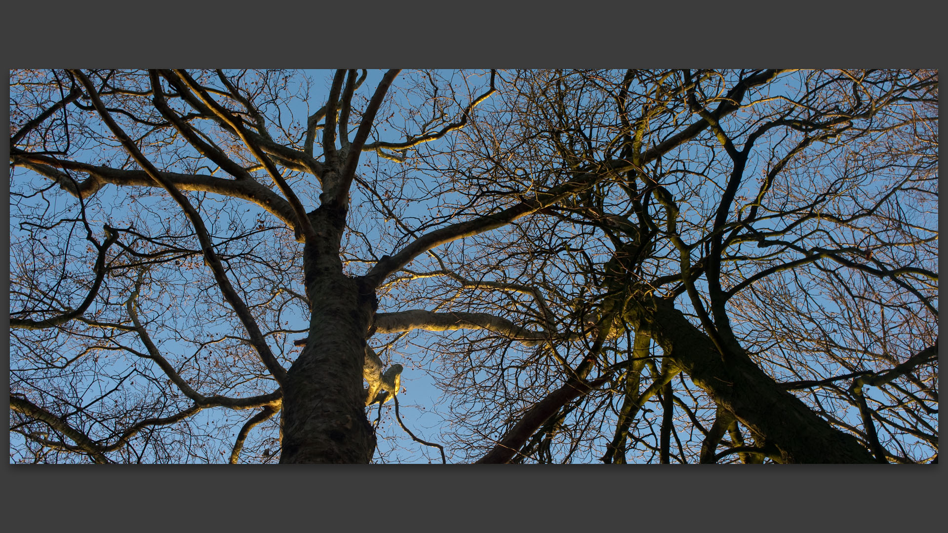 Branches sous le ciel, au bois de Boulogne, à Lille.