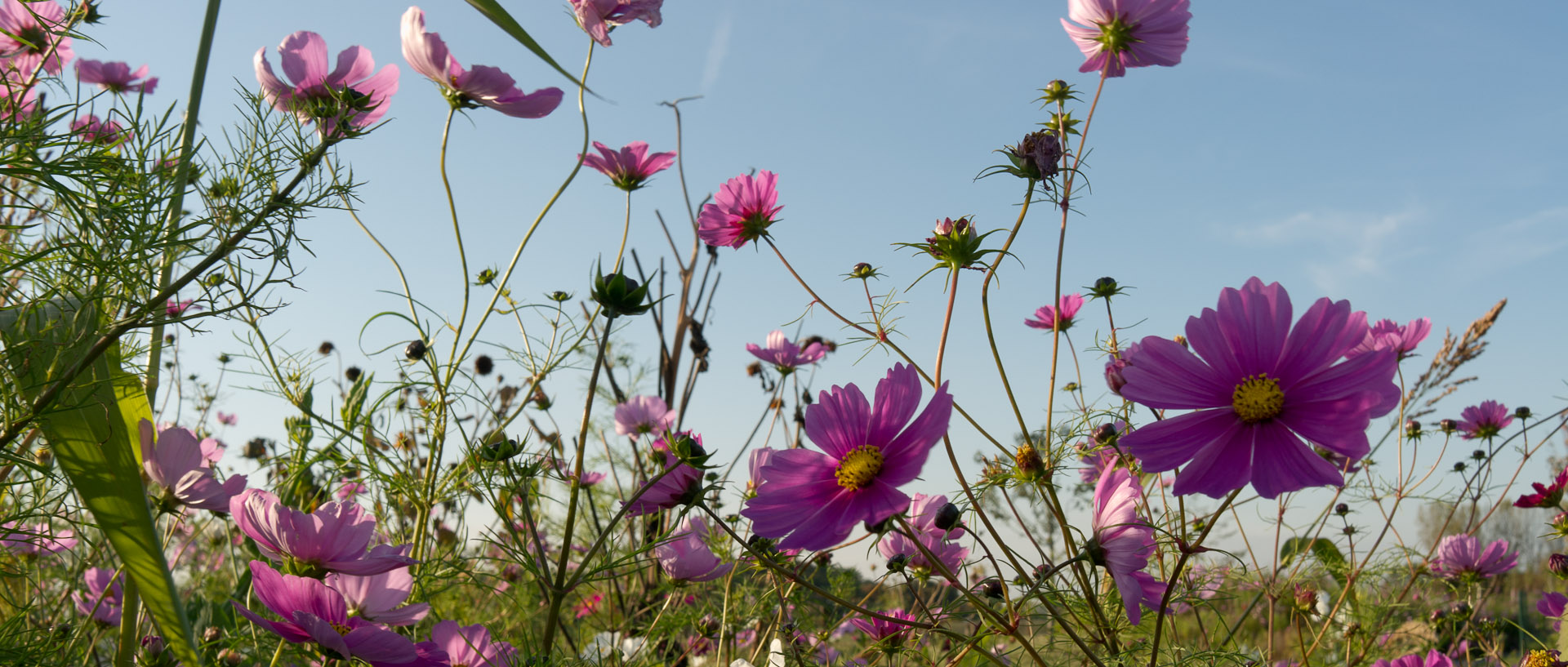 Fleurs dans les jardins des Compagnons des quatre saisons, à Wambrechies.