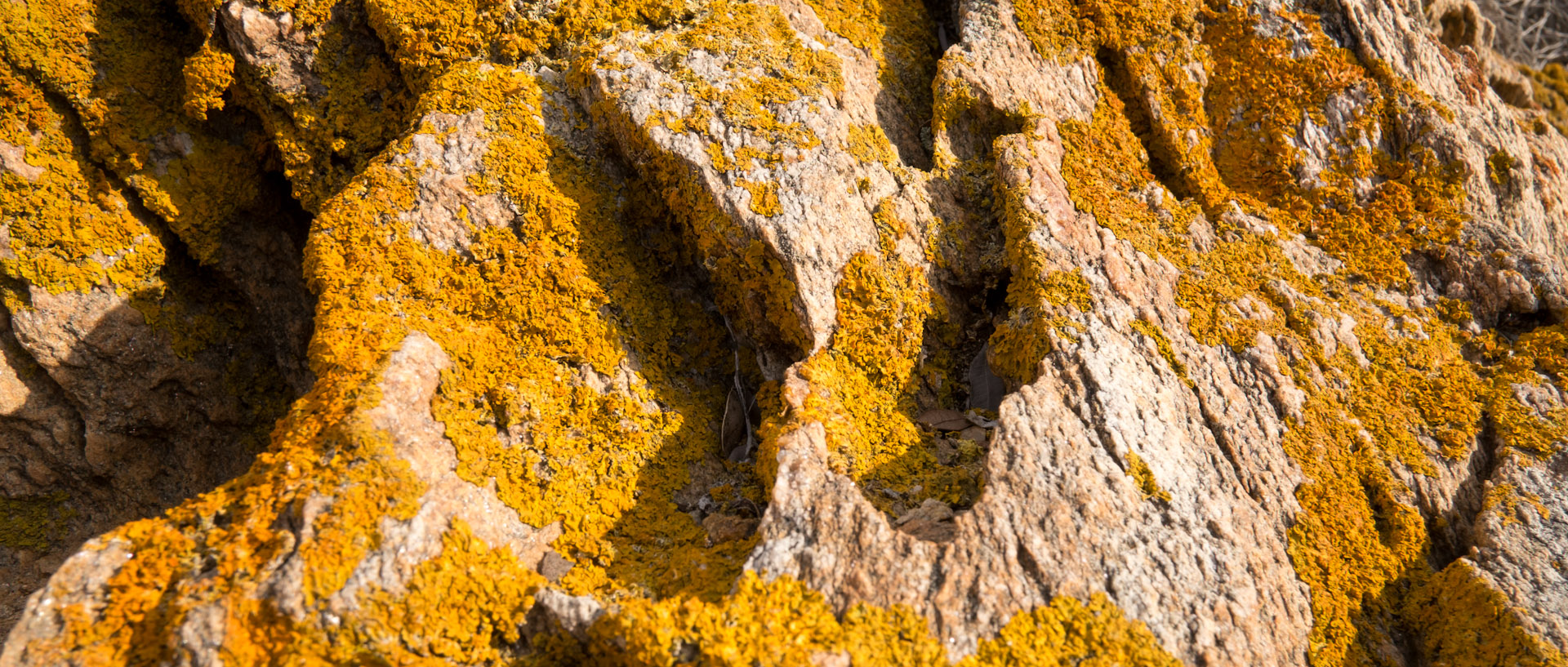 Lichen sur des rochers, à l'île du Levant.