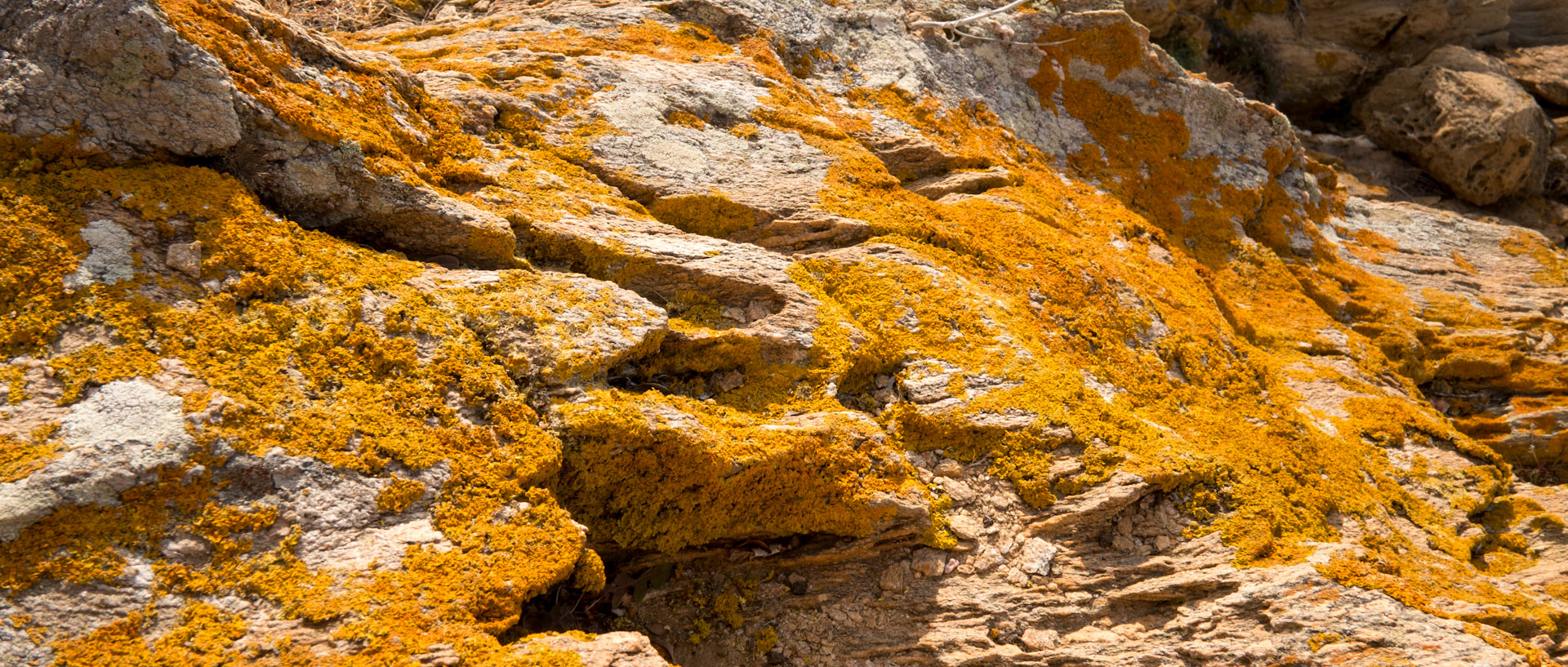 Lichen sur des rochers, à l'île du Levant.