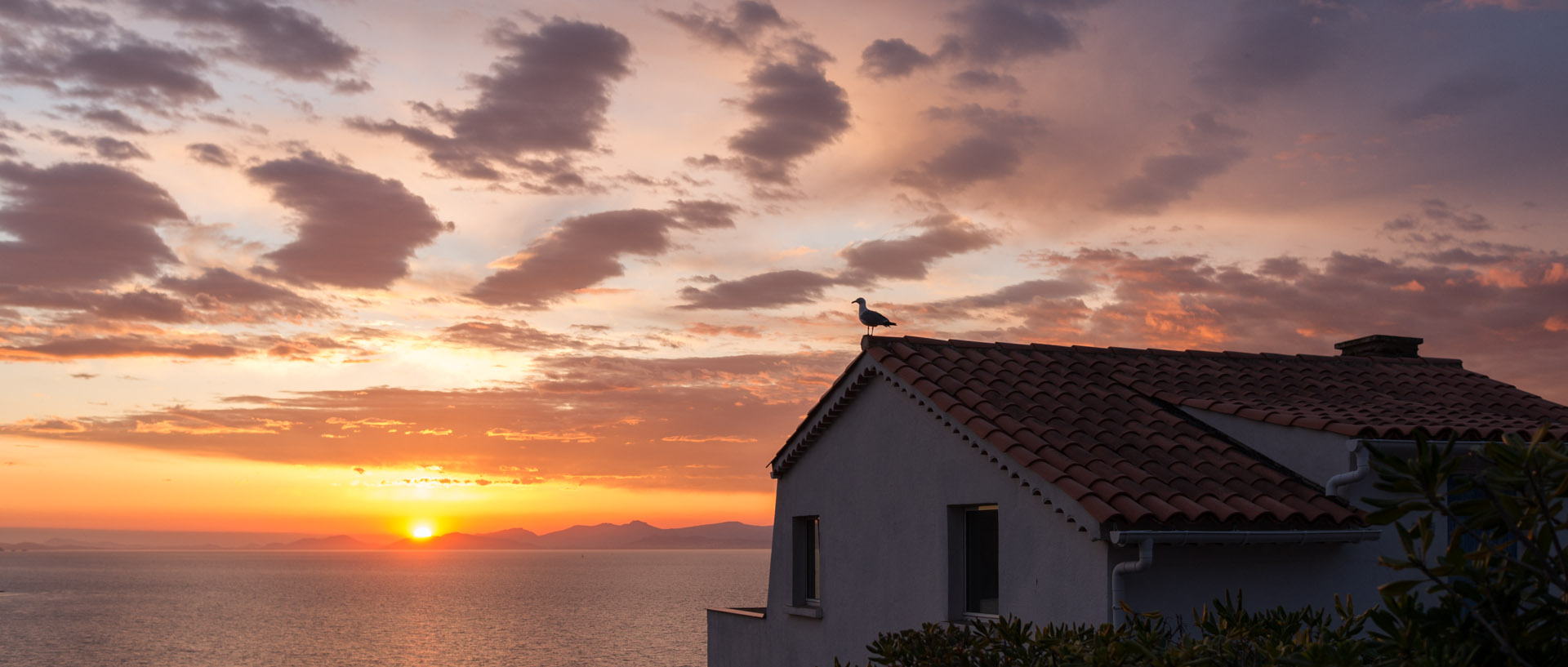 Mouette sur un toit, à l'île du Levant.
