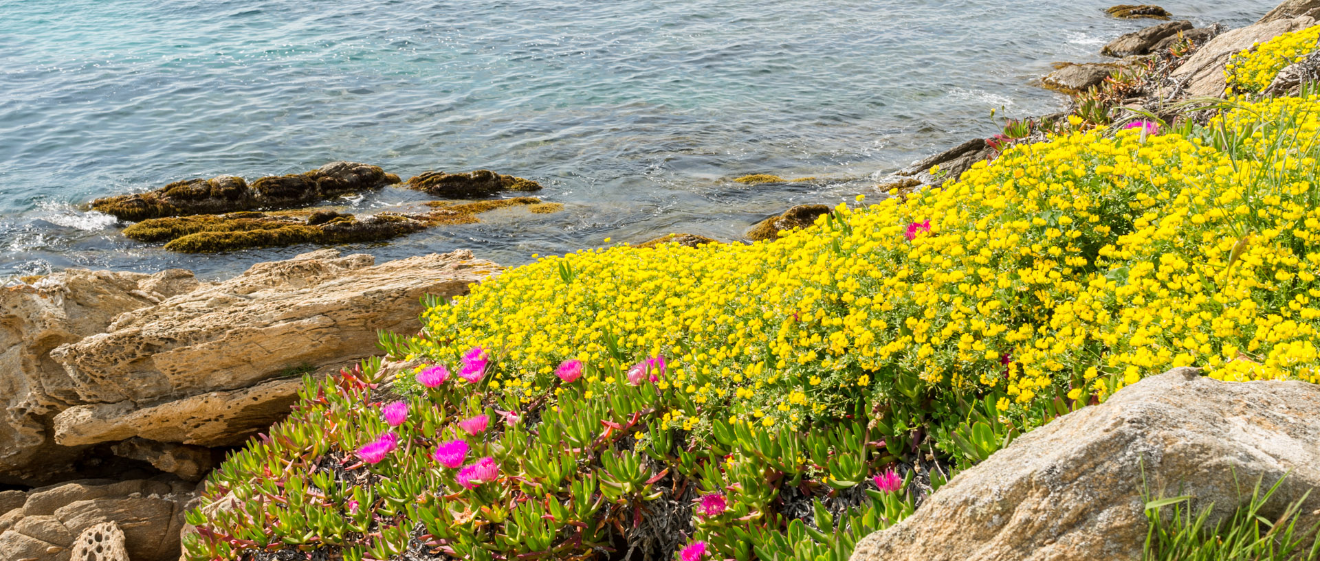 Fleurs au bord de la mer, à l'île du Levant.