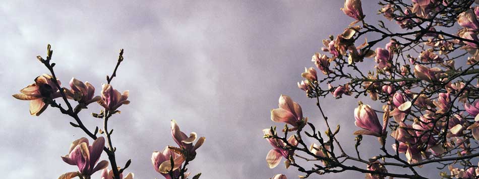 Lundi 17 mars 2008, magnolia, rue Lucien-Viseur, à Wasquehal.
