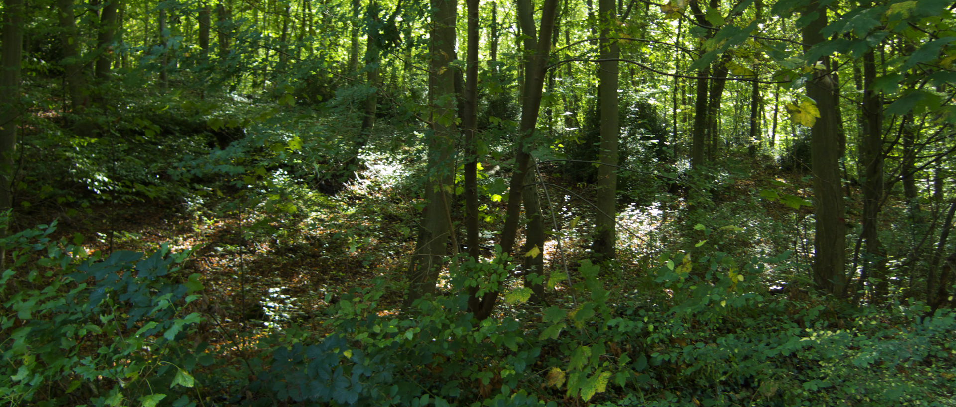 Photo de la forêt de Robert le dialbe, pays d'Elbeuf.