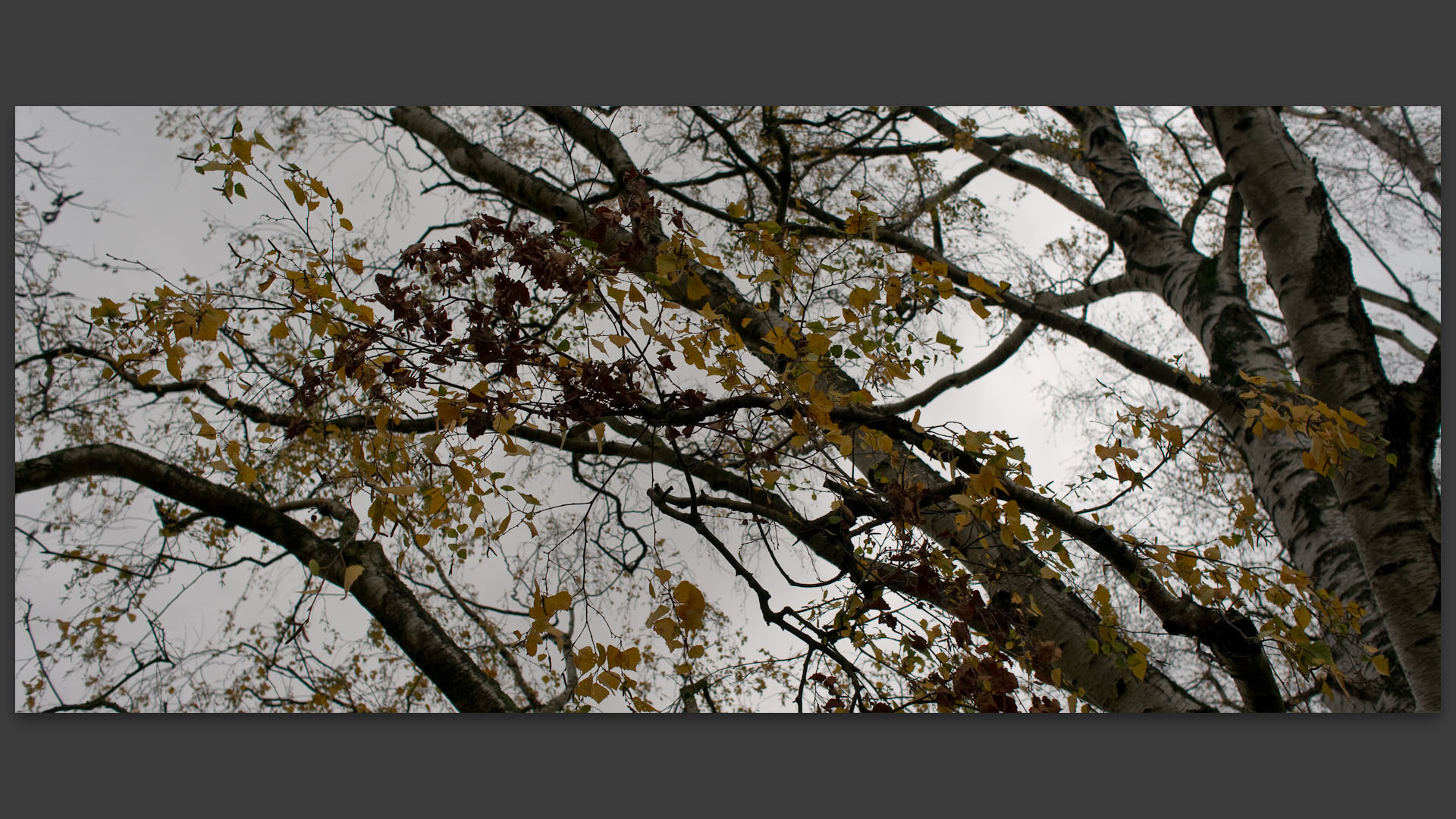 Dernières feuilles d'automne, parc Barbieux, à Roubaix.