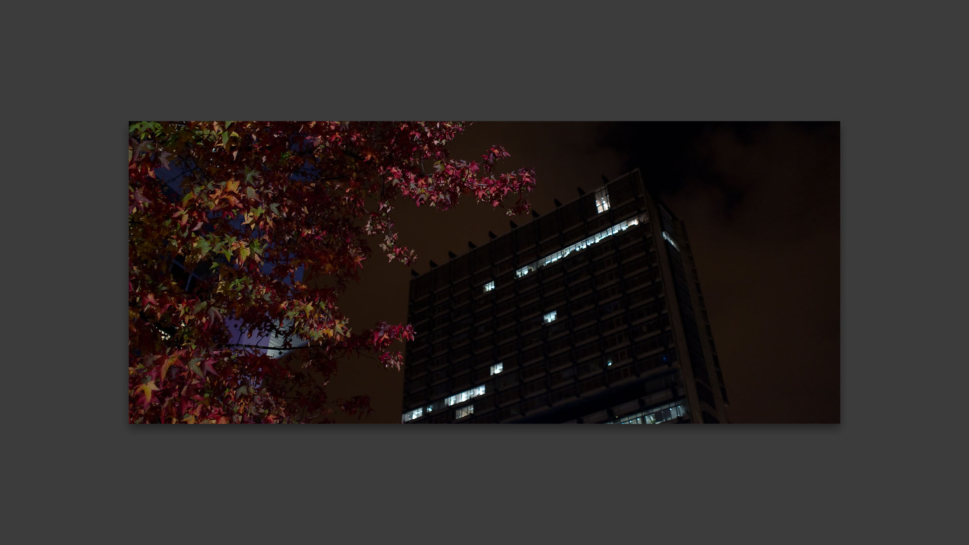Feuilles d'automne sur un immeuble d'Euralille, la nuit.