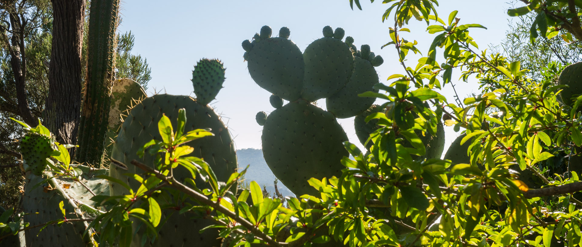 Cactus, île du Levant.