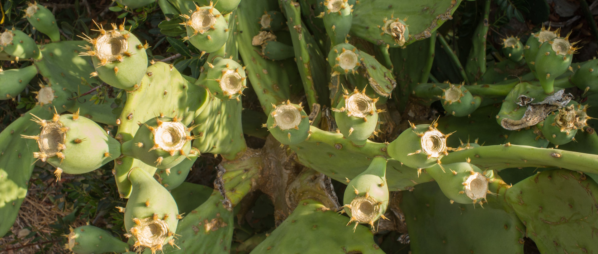 Cactus, île du Levant.