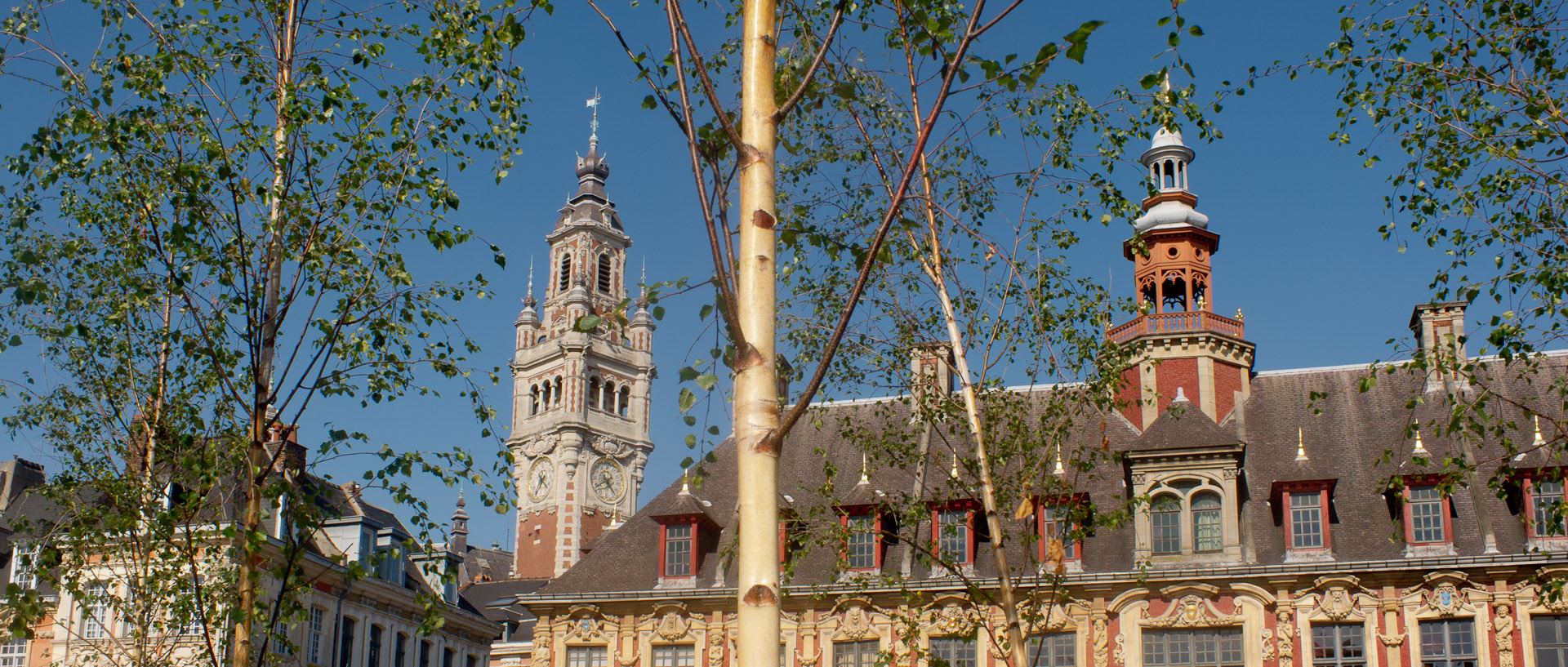 Nouveaux arbres, place du Général-de-Gaulle, à Lille.