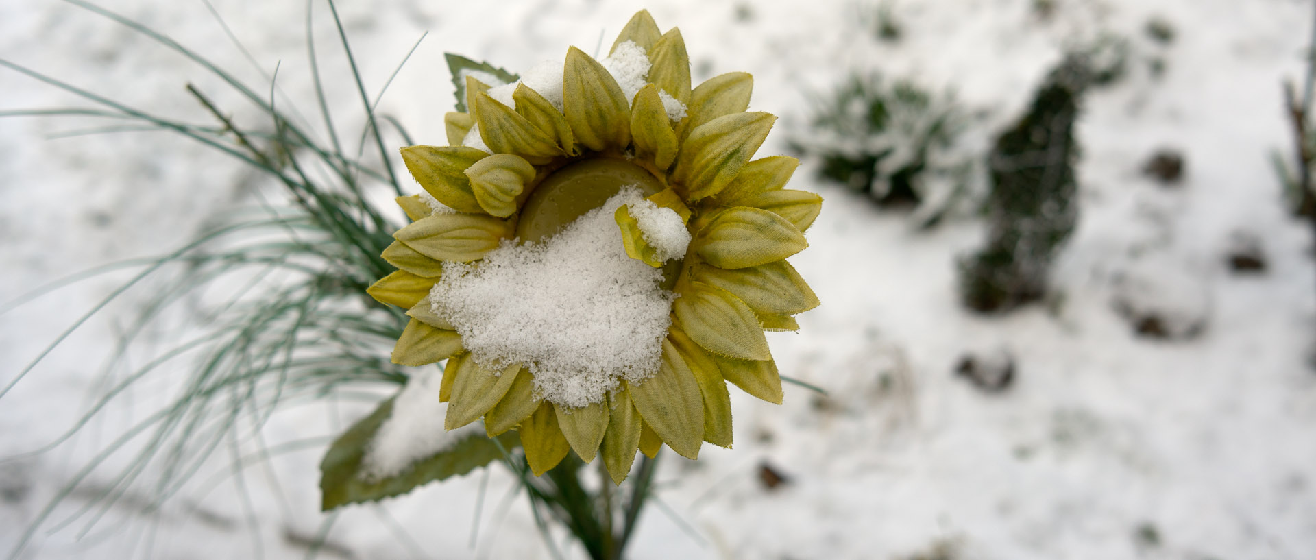 Fleur artificielle sous la neige, à Croix.