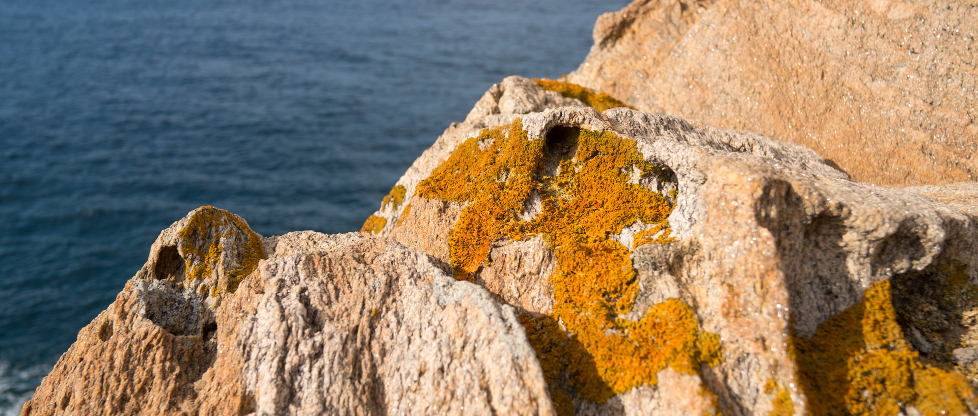 Lichen sur des rochers au bord de mer, à l'île du Levant.