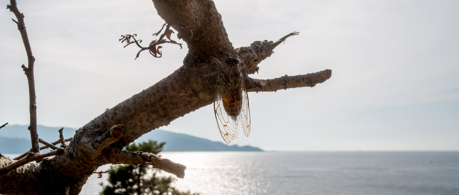 Cigale sur un arbre, au bord de la mer, à l'île du Levant.