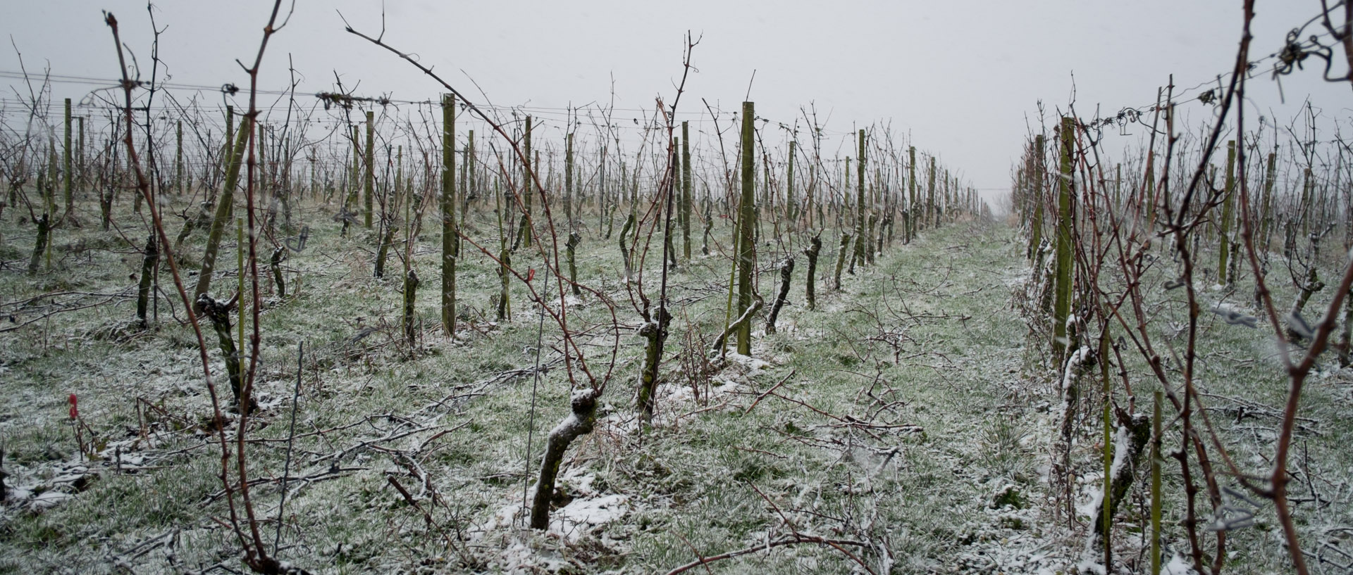 Les vignes du Monteberg sous la neige, en Belgique.