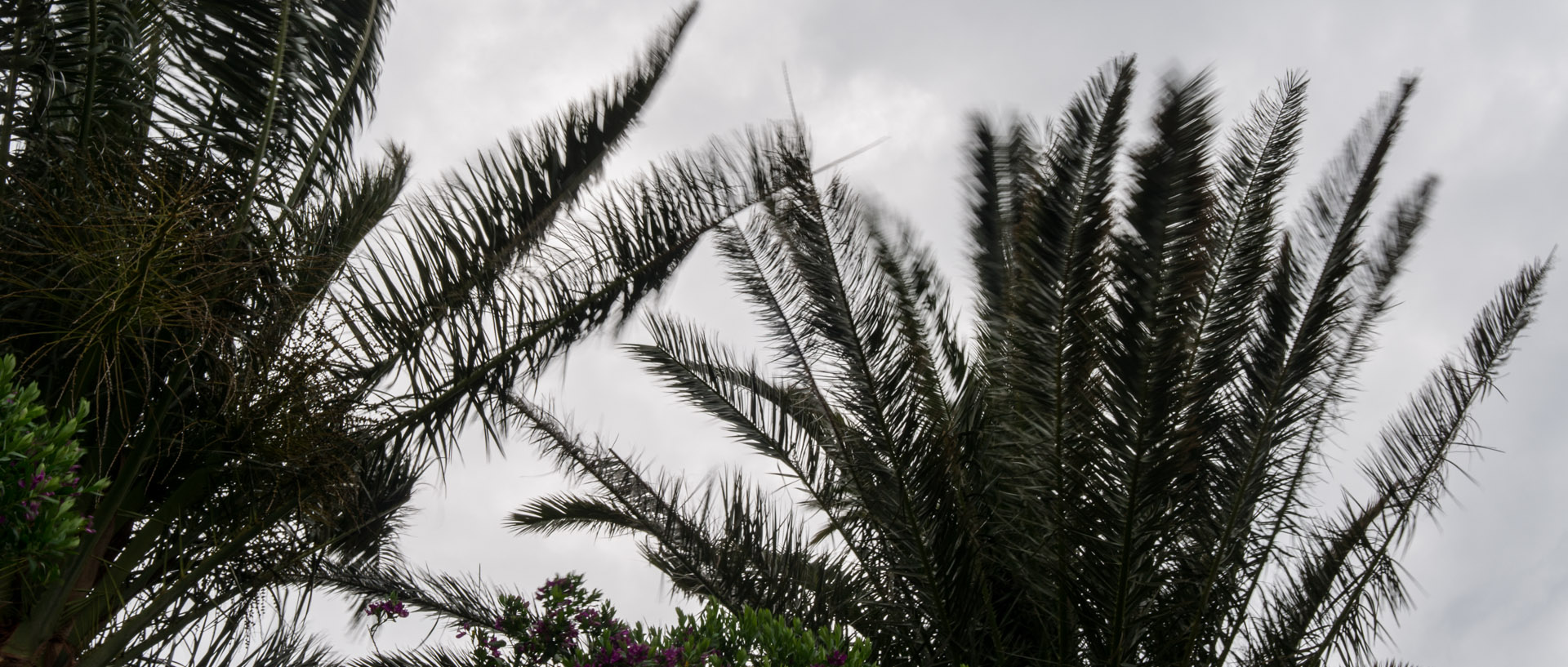 Palmiers dans le vent, à l'île du Levant.