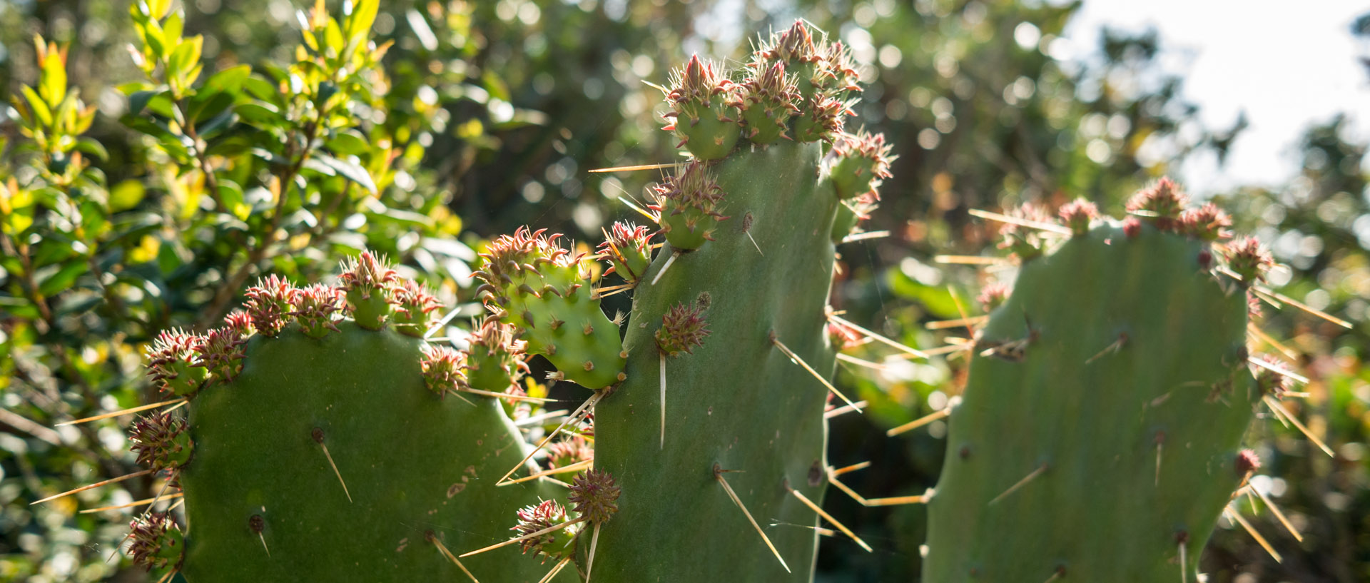 Cactus, à l'île du Levant.